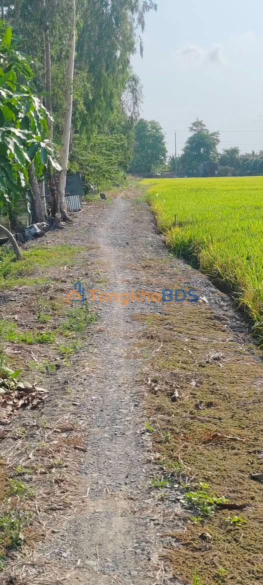 Farm Vĩnh Khánh Long Xuyên 12.000m² 2,04 tỷ - Tiềm năng tăng giá