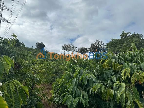 Bán rẫy cafe 7200m² Đắk Lắk - Thu nhập ổn định, giá chỉ 760 triệu