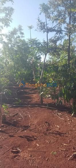 Bán Đất Vườn Đắk Lắk 6480m² - Đầu tư sinh lời tại Cư M'gar