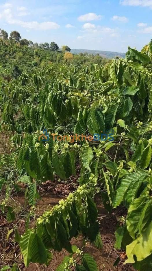 Đất Vườn Ea Sin Đắk Lắk 20.000m² - Giá 790 Triệu - Sẵn Cà Phê