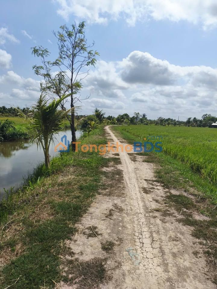 Đất nền Hòa Lợi Trà Vinh 4.500m² giá thỏa thuận - Đường to ôtô