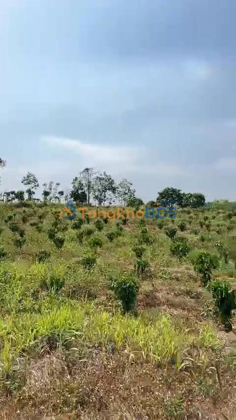 Đất vườn Ea H'leo 1,5ha 260tr/sào - Hạ tầng hoàn thiện