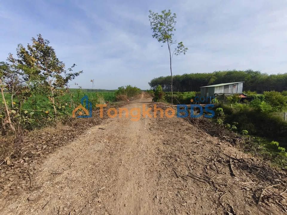 Đất trang trại 70.000m2 Tân Hội Tân Châu - Sổ hồng riêng