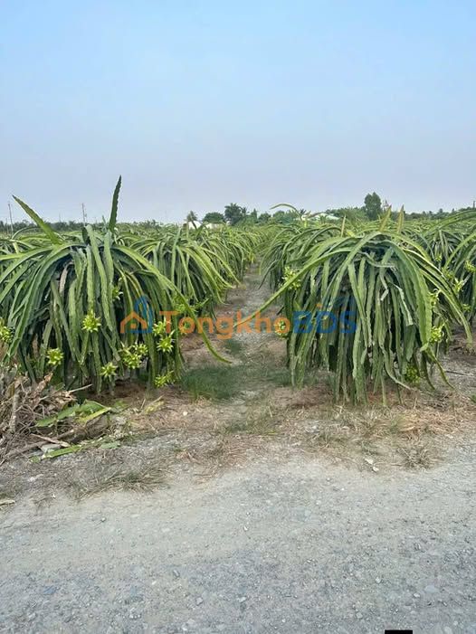 Đất Vĩnh Công Long An 1000m² - Giảm Sốc 950 Triệu, Chính Chủ Bán Gấp!