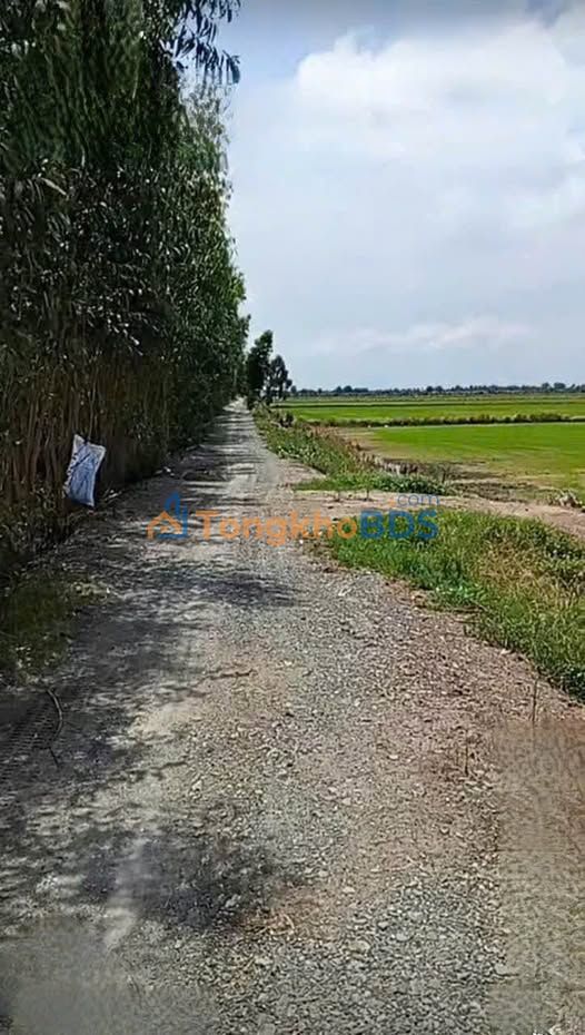 Đất Lúa 13.5ha Long An - View Kênh Thoáng Đãng, Sổ Hồng Sẵn