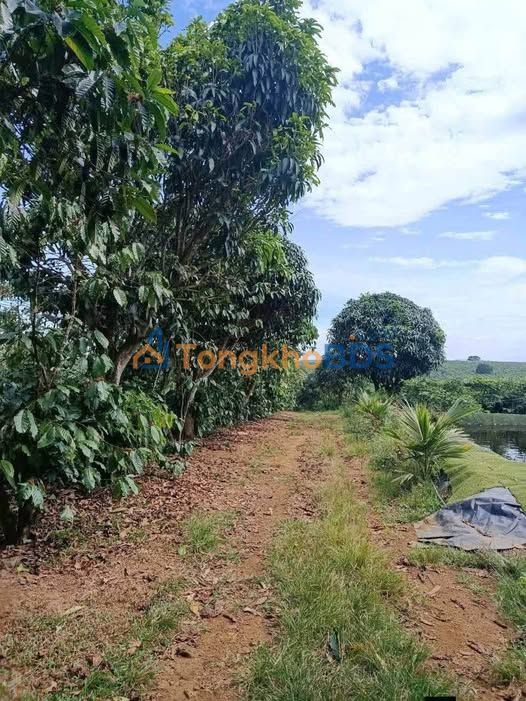 Đất vườn Yên Trà Farm B' Lá 1.72ha 7 tỷ - Sinh thái xanh