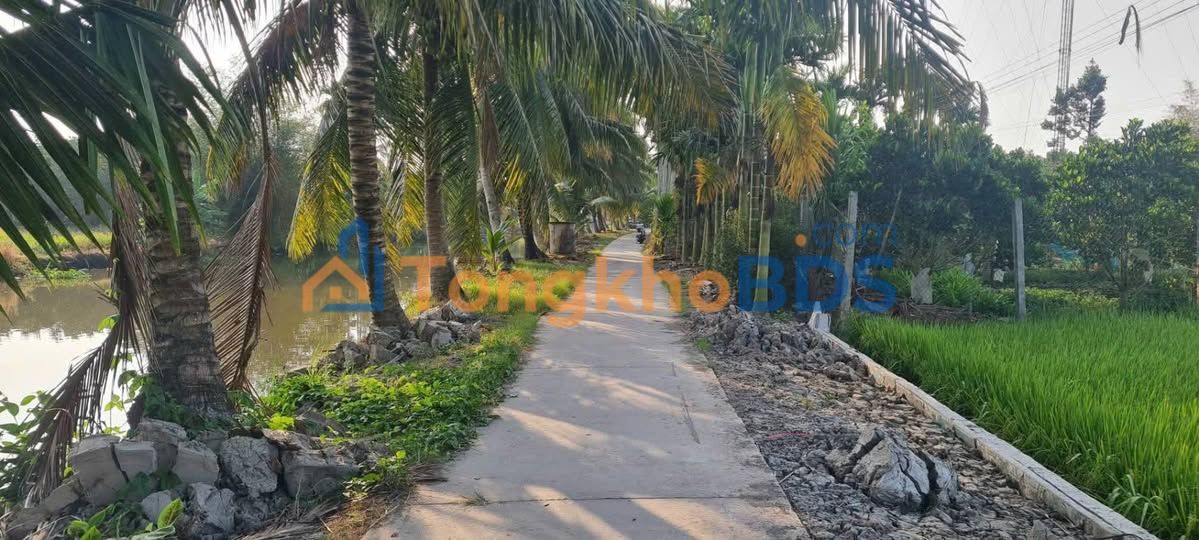 Đất vườn Vị Đông Hậu Giang 4.900m² 1.25 tỷ - Đầu tư dài hạn