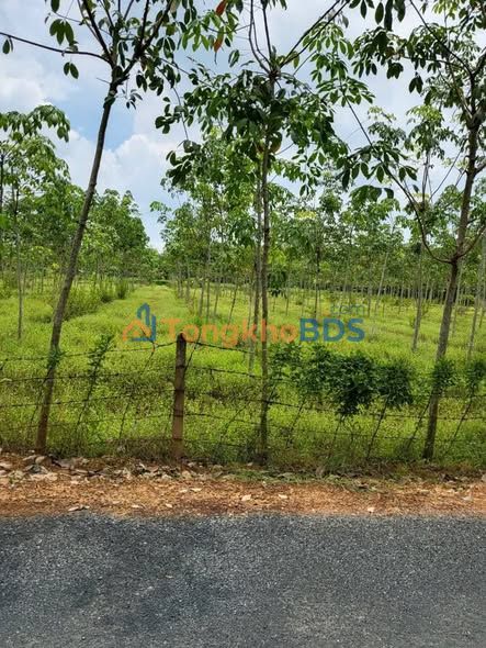 Đất nền Trà Vong 1.134m² 439 triệu - Sổ đỏ chính chủ