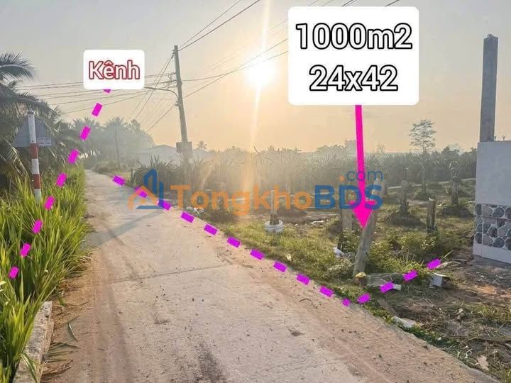 Đất Lúa 1000m² Tầm Vu, Long An - Sổ Đỏ Hợp Pháp, Giá Đầu Tư 790 Triệu