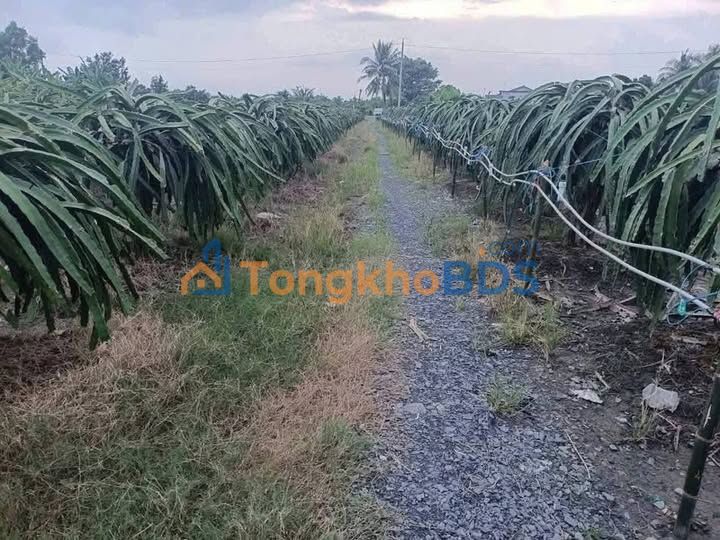 Đất nền Vĩnh Công Châu Thành 1582m² 420 triệu - Sổ hồng sẵn