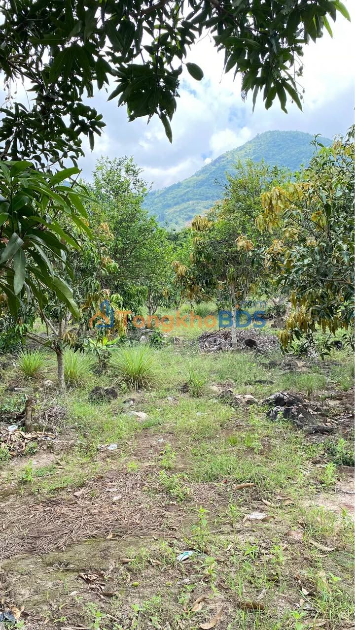 Đất vườn Diên Điền 4123m² 750 triệu - Nghỉ dưỡng lý tưởng