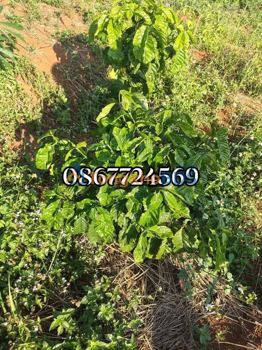 Đất vườn Gia Nghĩa 2.5ha 2 tỷ - Đầu tư dài hạn