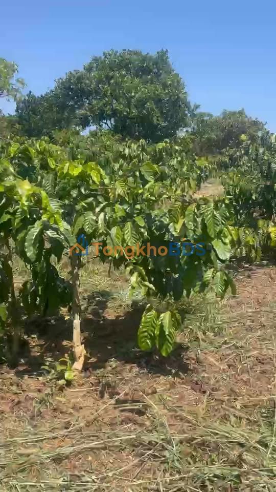 Farm Đắk Ha Đắk Glong 3ha 1.7 tỷ - Đầu tư dài hạn