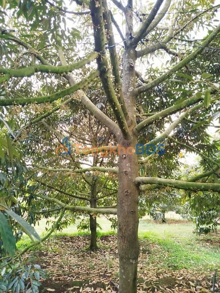 Bán 1.1ha Sầu Riêng Thái Xuân Bảo, Cẩm Mỹ - Tiềm năng 16 Tấn trái 2025