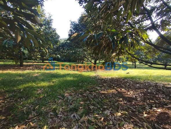 Bán Đất Vườn 1.5ha Sầu Riêng Thái Tại Cẩm Mỹ, Đồng Nai - Giá Tốt