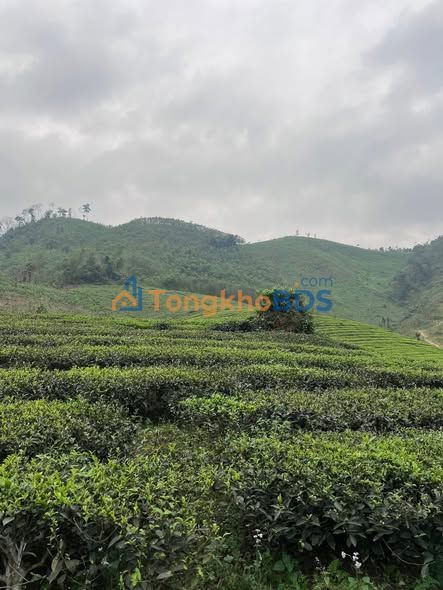 Bán gấp đất 1700m² trung tâm Tân Phú, Bình Phước - Sẵn sàng xây dựng