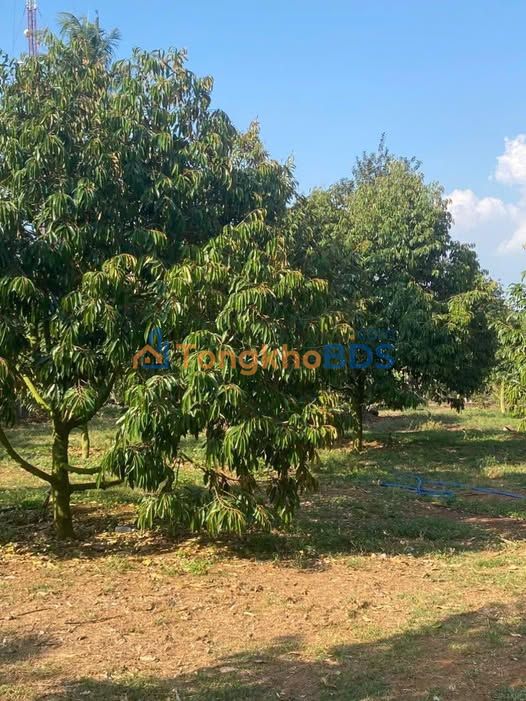 Cho thuê đất trồng sầu riêng Thái Ri6 100 gốc tại Long Khánh, Đồng Nai