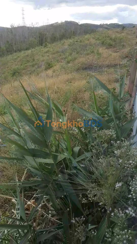 Đất Nền 7ha Mặt Tiền T18 Ngọc Hồi - Tiềm Năng Đầu Tư Vượt Trội