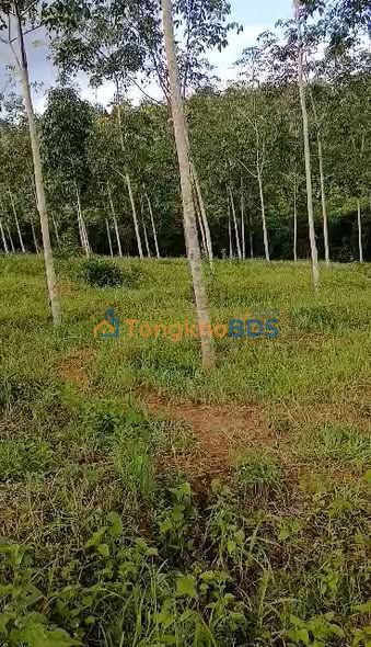 Bán Gấp Farm 9ha Tỉnh Quảng Ngãi - Sẵn Sàng Khai Thác Nguồn Thu Mạnh