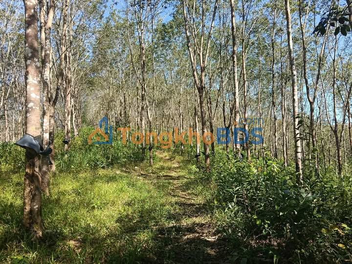 Bán 3.5ha Đất Vườn Cao Su Kon Tum - Sẵn Sàng Đầu Tư