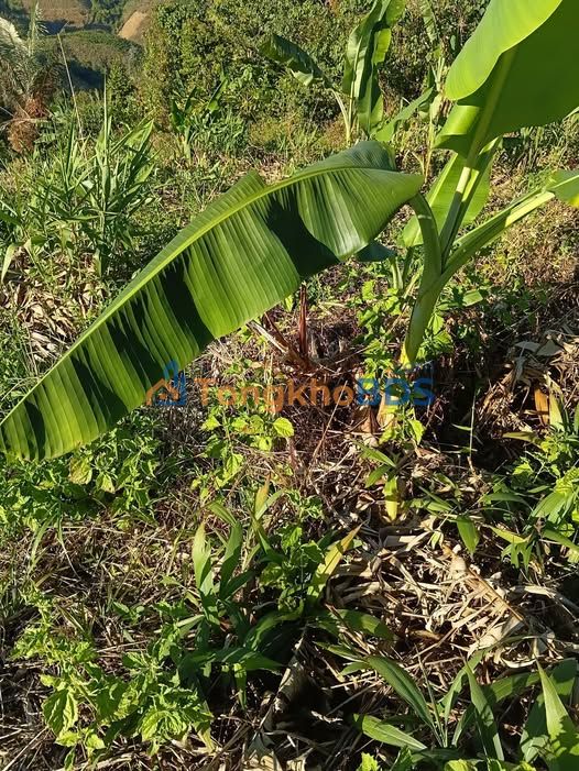 Farm 4ha Đắk Ang, Ngọc Hồi, Kon Tum - 1000 Cây Cà Phê - Giá Tốt 800 Triệu