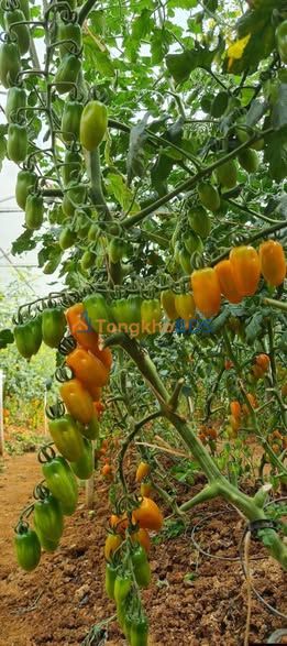 Nhà riêng Kinh 6B Tân Hiệp 250m² 1.9 tỷ - Chính chủ bán