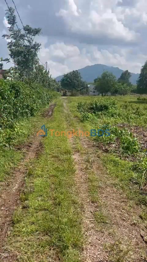 Cho Thuê 2ha Đất Vườn Xuân Lộc, Đồng Nai - Sẵn Điện Nước, Giá 25 Triệu/ha