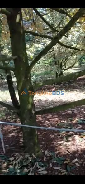 Đất vườn Bảo Bình Cẩm Mỹ 10.000m² 750 triệu - Đường to ô tô