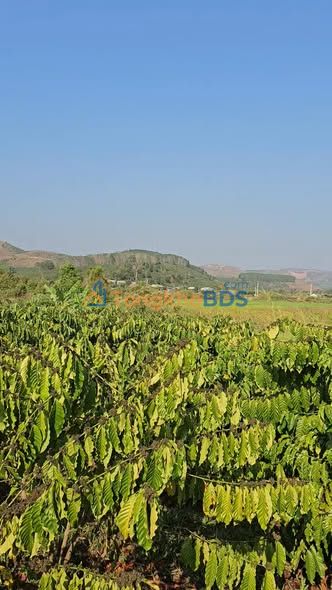 Bán Đất Khu Dân Cư Sa Thầy, Kon Tum - 3600m² Thổ Cư & Ruộng, Sẵn Sàng Xây Dựng