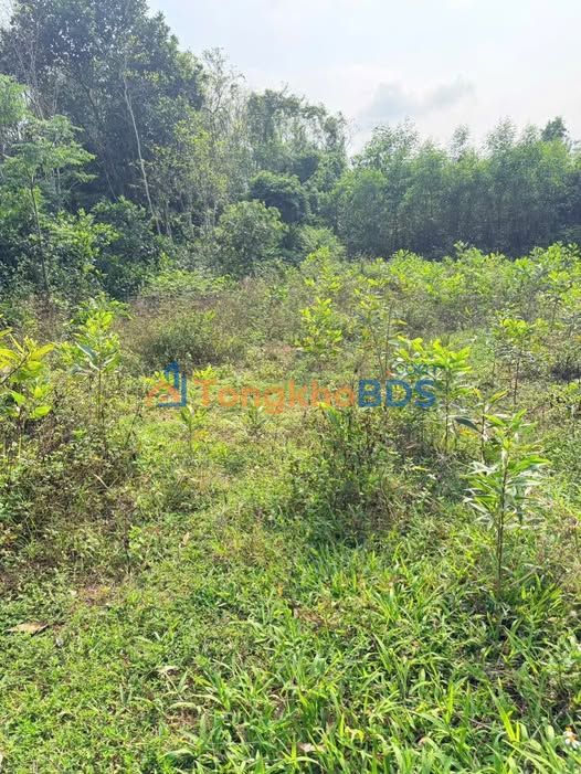 Đất nền Đông Hà Quảng Trị 150m² 300 triệu – Sổ đỏ chính chủ