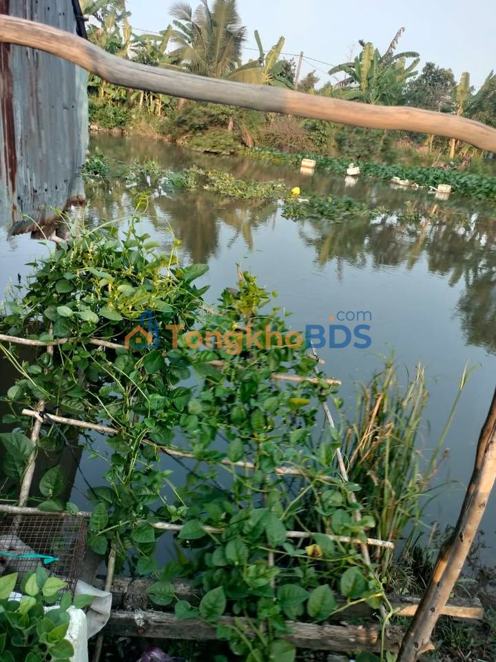 Đất nền Tân Mỹ Thanh Bình 50m² 100 triệu - Đầu tư dài hạn