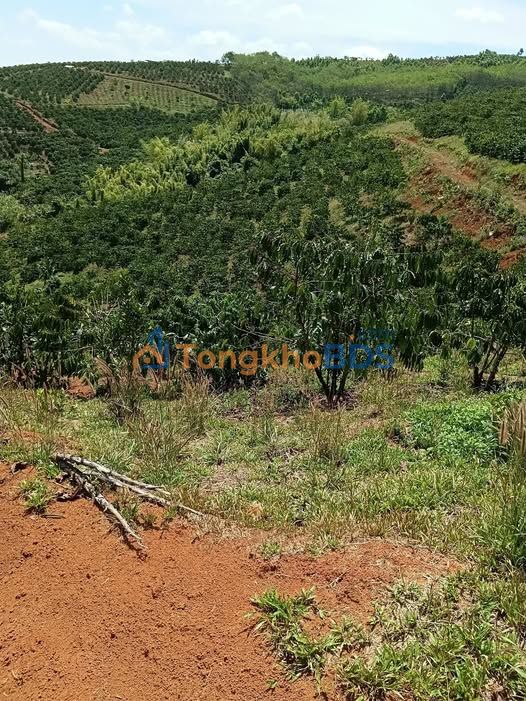 Đất nền Bờ Y Ngọc Hồi 2ha giá 2.3 tỷ - Tiềm năng tăng giá