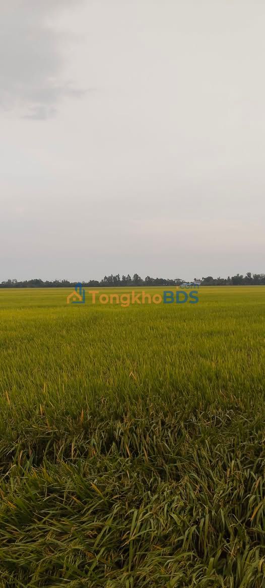 Farm Vĩnh Viễn A 19 công giá 1,881 tỷ - Đầu tư dài hạn