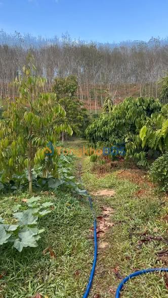 Đất vườn Đắk Mốt Ngọc Hồi 3ha 5 tỷ - Đầu tư dài hạn