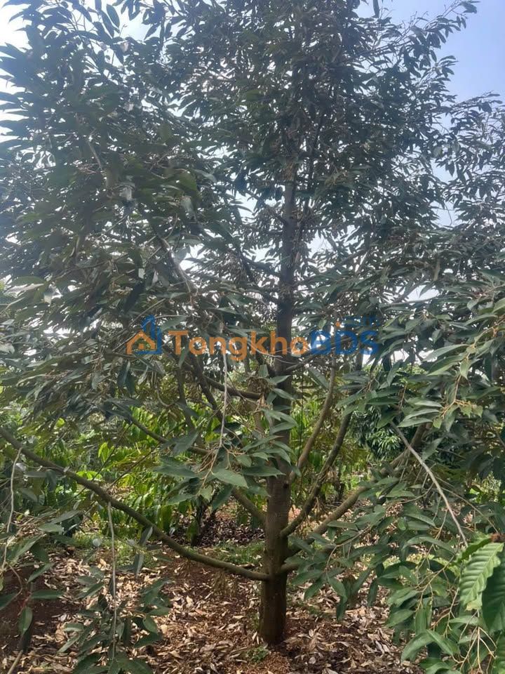 Đất rẫy Cư M'gar 13.000m² giá 14.444 tỷ – Đường to ô tô