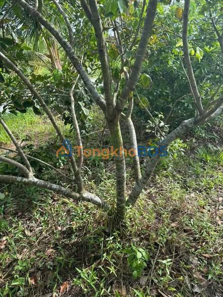 Đất vườn Thuận Hưng Long Mỹ 7.548m² 1.283 tỷ - Tiềm năng tăng giá