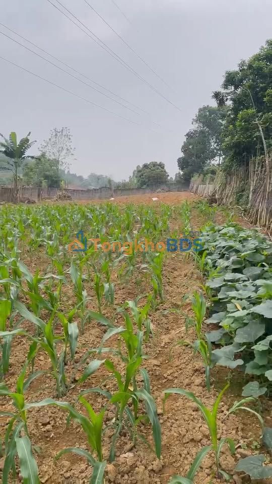 Đất nền Tiên Kiên Lâm Thao 150m² - Sổ đỏ chính chủ