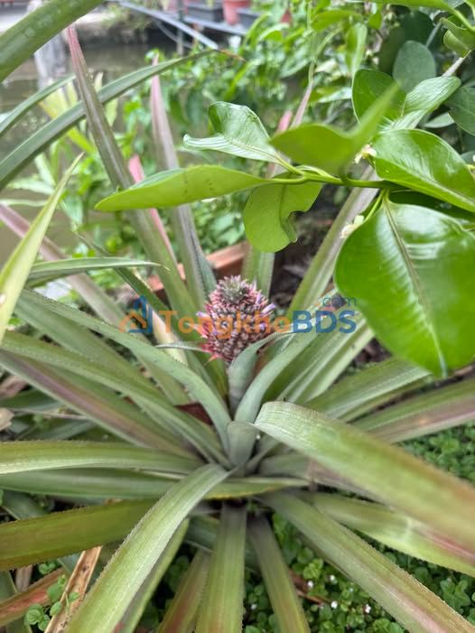 Nhà cho thuê Bình Mỹ Củ Chi 56m² 3.5tr - Ô tô vào tận nhà