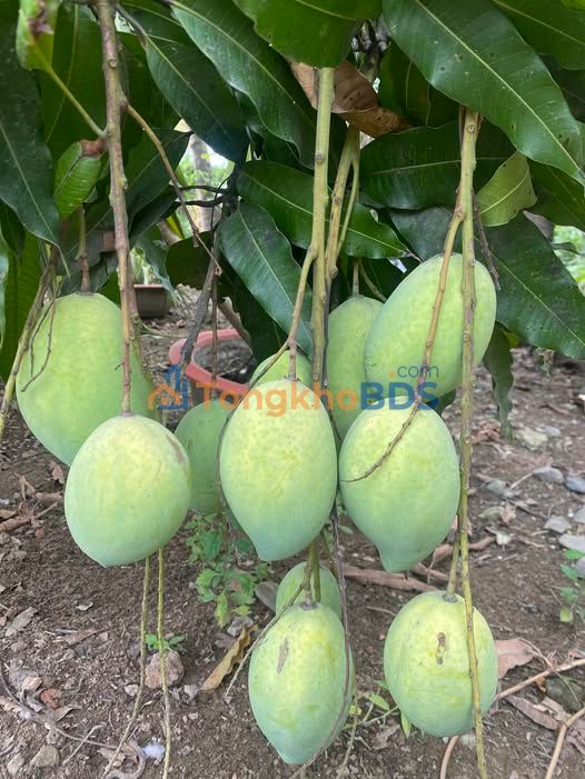 Nhà Bình Mỹ Củ Chi 48m² 3 triệu - Giá tốt hiếm có