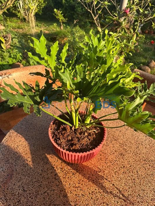 Đất nền Phước Tân Xuyên Mộc 1020m² 950tr - Đường ô tô