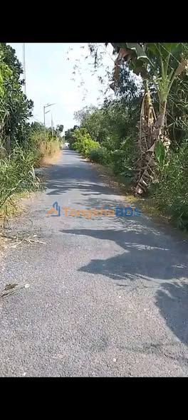 Farm 24.000m² Mặt Tiền Đường Nhựa Cái Bè - Cho Thuê 15 Năm