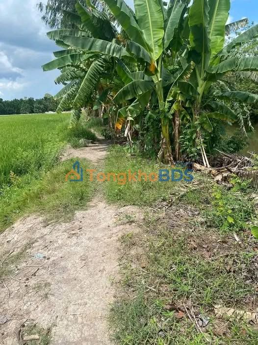 Đất ruộng Hậu Mỹ Bắc A Cái Bè 5 công 1,15 tỷ - Đầu tư dài hạn