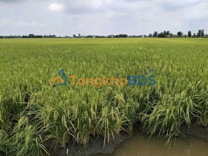 Đất nền Cao Lãnh 120.000m² 60 triệu - Đường to ô tô