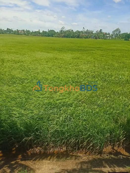 Cho thuê 29.000m² đất ruộng Đồng Tháp - Sẵn sàng canh tác 15 năm