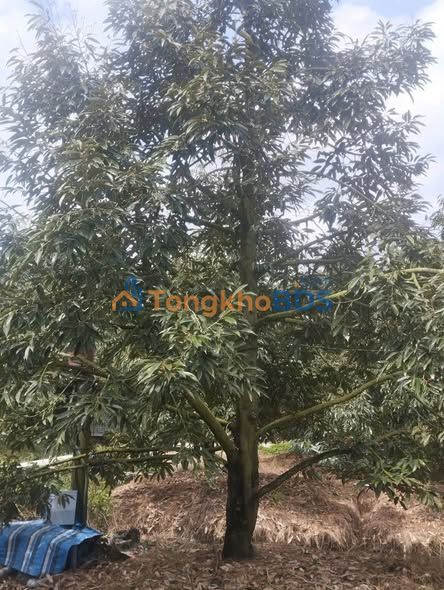 Đất vườn Mỹ Lợi A Cái Bè 800 triệu - Sinh thái xanh