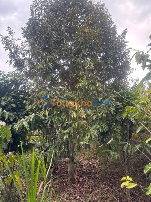 Đất vườn Liên Hà 2.045m² 2.999 tỷ - Tiềm năng tăng giá