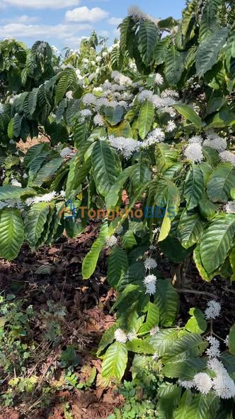 Bán Gấp Rẫy Đồi 4.5 Sào E54 Chư Sê - Trĩu Quả Cà Phê, Sầu Riêng, Mắc Ca