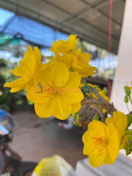 Đất thổ cư Ia Pal, Chư Sê, Gia Lai - 175m² giá chỉ 580 triệu