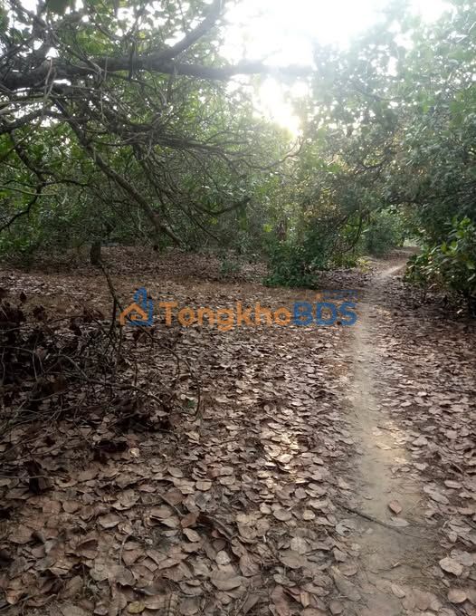 Bán Gấp 40.000m² Đất Đồi Điều Dakai, Tân Phú - Giá 1 Tỷ