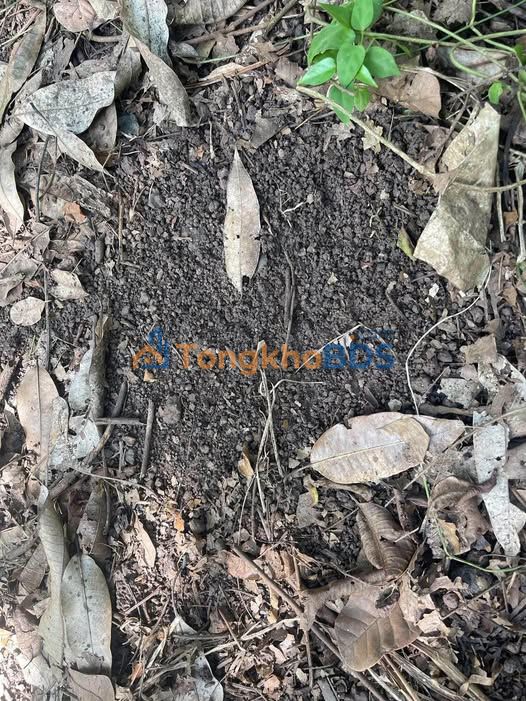 Cho thuê 3.4ha đất trồng bưởi, cà phê tại Định Quán, Đồng Nai - Giá tốt